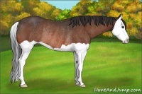 Horse Color:Bay Splash Rabicano