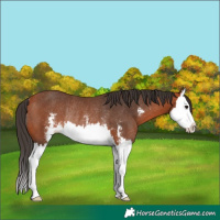 Horse Color:Bay Sabino Splash Rabicano