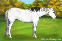 Horse Color:Bay Sabino Splash Rabicano 