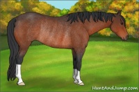 Horse Color:Bay Rabicano 