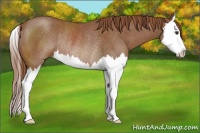 Horse Color:Chestnut Sabino Splash Rabicano 