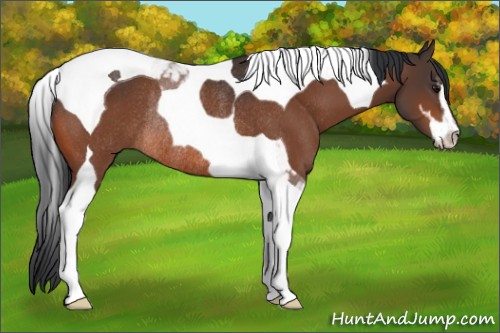 Horse Color:Bay Sabino Tobiano Rabicano