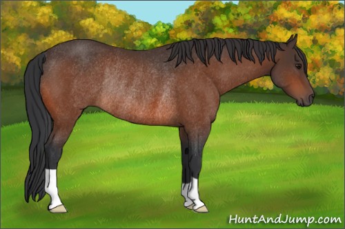 Horse Color:Bay Rabicano