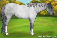 Horse Color:Blue Roan
