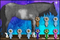 Horse Color:Blue Roan 