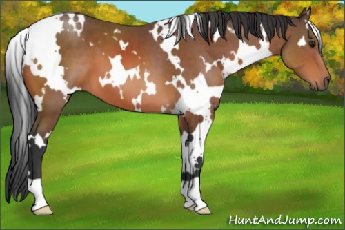 Horse Color:White Spotted Bay 