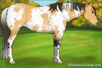 Horse Color:White Spotted Buckskin