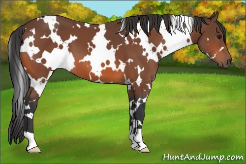 Horse Color:White Spotted Bay 
