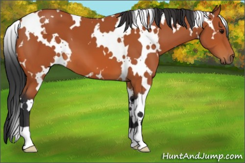Horse Color:White Spotted Bay