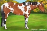 Horse Color:White Spotted Bay 