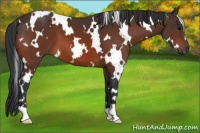 Horse Color:White Spotted Bay 