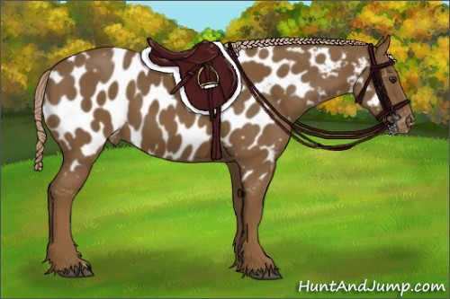Horse Color:Chocolate Palomino Appaloosa 