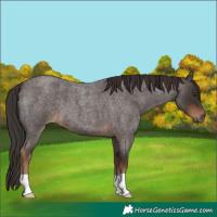 Horse Color:Liver Red Roan 