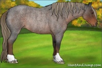 Horse Color:Liver Red Roan Rabicano 