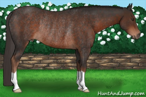 Horse Color:Liver Chestnut Rabicano 