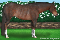 Horse Color:Liver Chestnut Rabicano 