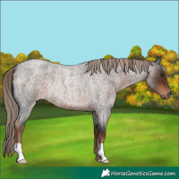 Horse Color:Liver Red Roan Rabicano 