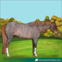 Horse Color:Liver Red Roan Rabicano