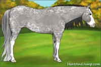 Horse Color:Grullo Ice Roan Splash 