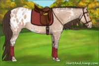 Horse Color:Sable Champagne Ice Appaloosa 