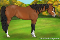 Horse Color:Gray Bay Sabino