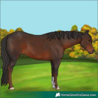 Horse Color:Liver Chestnut
