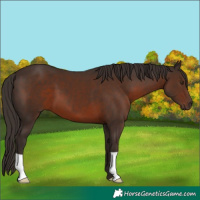 Horse Color:Liver Chestnut 