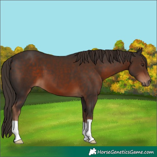 Horse Color:Liver Chestnut 