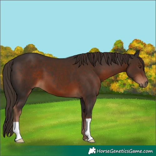Horse Color:Liver Chestnut 