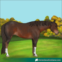 Horse Color:Liver Chestnut 