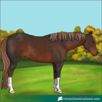 Horse Color:Liver Chestnut 