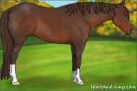 Horse Color:Liver Chestnut 