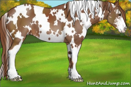 Horse Color:White Spotted Chestnut Sabino