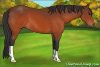 Horse Color:Brown 