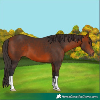 Horse Color:Brown 