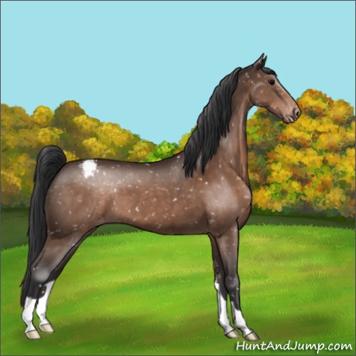 Horse Color:Brown Appaloosa 