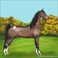 Horse Color:Brown Appaloosa