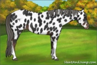 Horse Color:Liver Chestnut Mushroom Tobiano Near Leopard