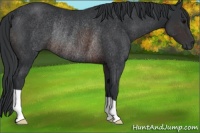 Horse Color:Brown Rabicano 