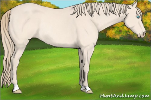 Horse Color:Perlino Rabicano