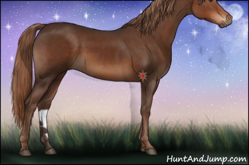 Horse Color:Liver Chestnut 