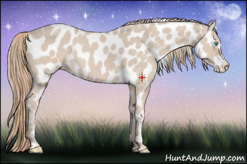 Horse Color:Smoky Creme Appaloosa 