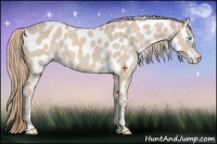 Horse Color:Smoky Creme Appaloosa 
