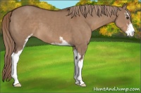 Horse Color:Liver Red Dun Sabino 