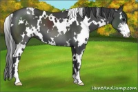 Horse Color:White Spotted Smoky Black Sabino Frame 
