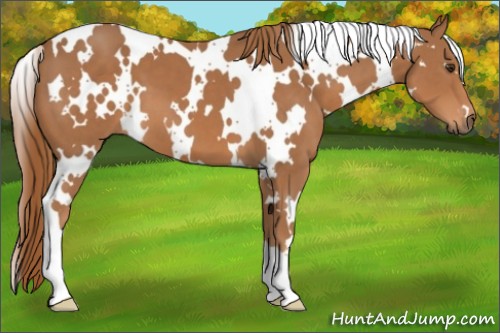 Horse Color:White Spotted Chestnut