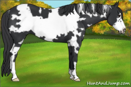 Horse Color:White Spotted Black Frame 