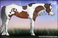 Horse Color:Brown Roan Splash Tobiano Appaloosa