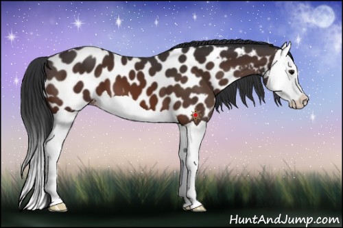Horse Color:Bay Splash Appaloosa 