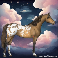 Horse Color:Buckskin Appaloosa 